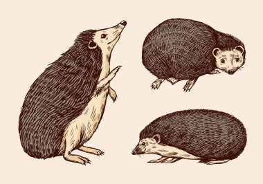 Kirpi ya da Dikenli Orman Hayvanı. Huysuz yaratıklar. Etiket veya poster için vektör oymalı el çizimi Vintage çizimi.