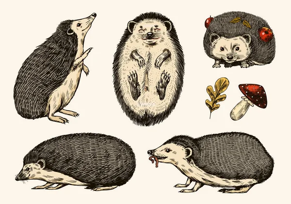 Hedgehog set. Een stekelig bosdier. Vector Handgegraveerde Vintage schets voor label of poster. — Stockvector