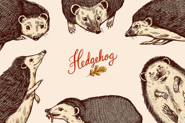 Hedgehog 의 배경. 가시 숲의 동물 포스터나 현수막입니다. Vector Engraved by Vintage sketch for label or poster. — 스톡 벡터