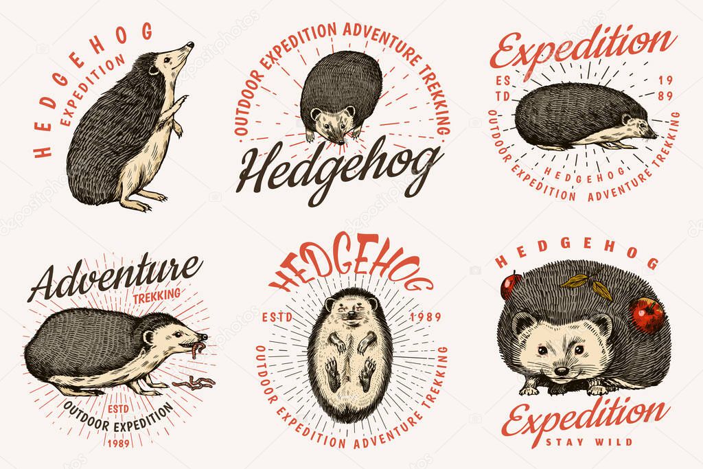 Hedgehog badge. Spiny forest wild animal label or logo. Vector Engraved hand drawn Vintage old sketch for stamp, t-shirt or typography. Vector illustration