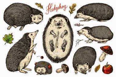 Kirpi seti. Dikenli orman hayvanı. Etiket veya poster için vektör oymalı el çizimi Vintage çizimi.