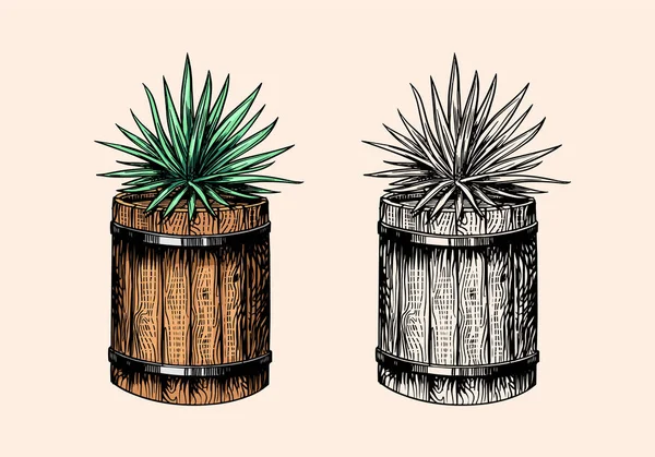 Mexikói kék agave növény és fahordó. Hozzávalók a tequilához. Kézzel rajzolt vésett vázlat pólóhoz. — Stock Vector