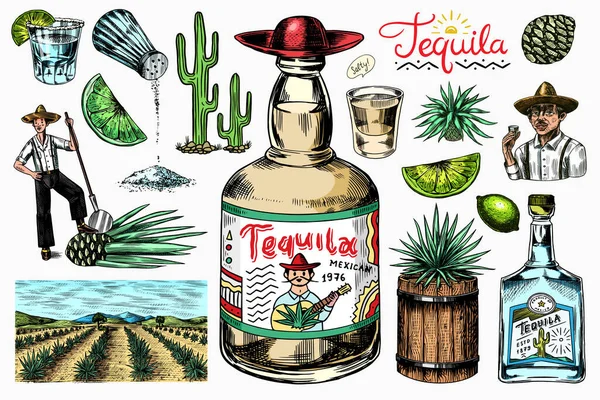 Tequila-Flasche, Schuss mit Limette, blauer Agave Pflanze, Fass und Wurzelbestandteil, Bauer und Ernte. Handgezeichnete Vintage-Skizze. Holzschnitt-Stil. Vektorillustration für Menü oder Poster. — Stockvektor