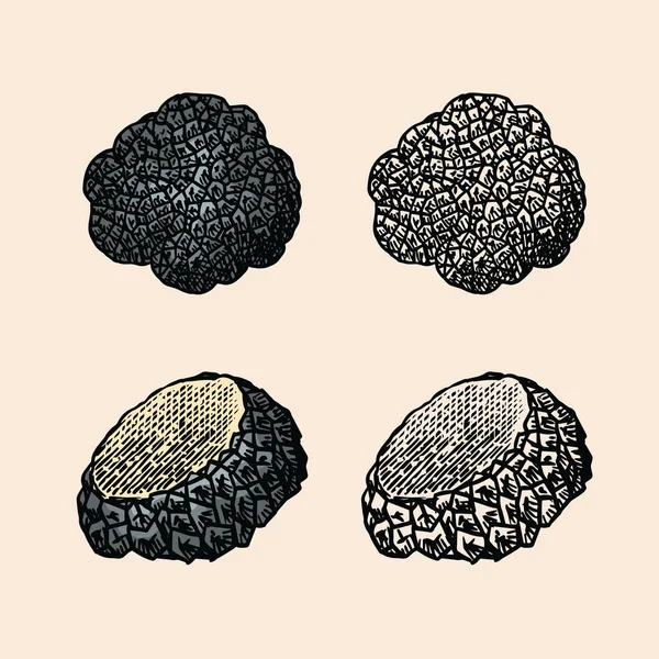 Truffels champignons gezet. Gegraveerde handgetekende vintage schets. Ingrediënten voor het koken van voedsel. Houtsnijstijl. Vectorillustratie. — Stockvector