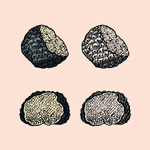 Ensemble de champignons aux truffes. Esquisse vintage gravée à la main. Ingrédients pour la cuisson des aliments. Style Woodcut. Illustration vectorielle. — Image vectorielle