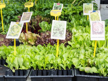 Piyasada farklı fidan. Otlar ve yaprakları bir çiftçi pazarda. Genç yeşil meyve bitkiler ve otlar, bir açık piyasa