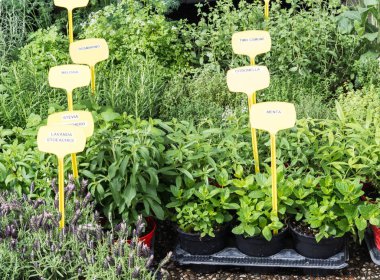 Piyasada farklı fidan. Otlar ve yaprakları bir çiftçi pazarda. Genç yeşil meyve bitkiler ve otlar, bir açık piyasa