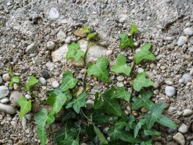 Genç yeşil sarmaşık gri taş duvar arka plana sarıldı