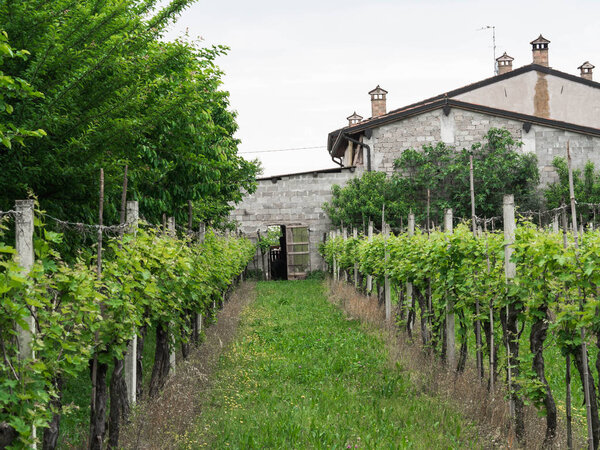 A grape plantation on a farm in Italy. Old farmhouse next to the vineyard.