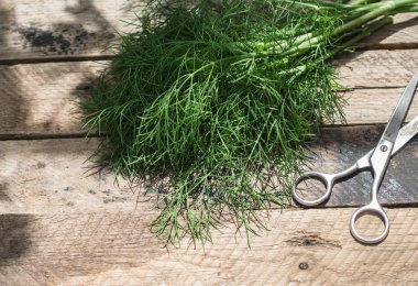 Taze yeşil dereotu ve eski bir ahşap masa için makaslar