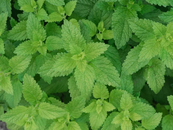 Close up of fresh mint growing in the garden. Fresh mint background. Nature background