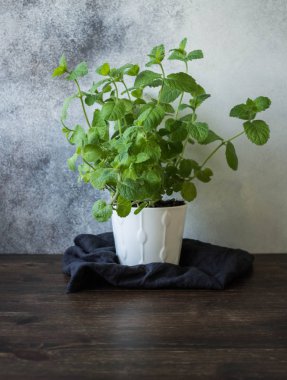 Mutfak masasının üzerinde beyaz bir tencerede taze yeşil nane bir çalı