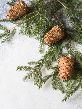 Yeşil Ladin ve koniler gri bir arka plan üzerinde dalı. Üstten görünüm. Kopya alanı
