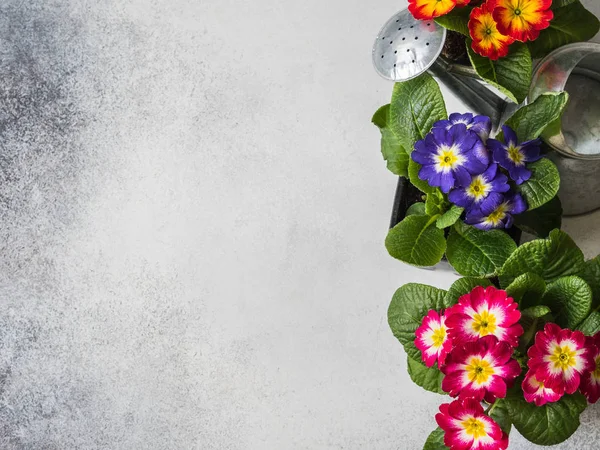 Seedlings of flowers multicolored primroses and watering pot on a gray background. Garden concept. Top view.