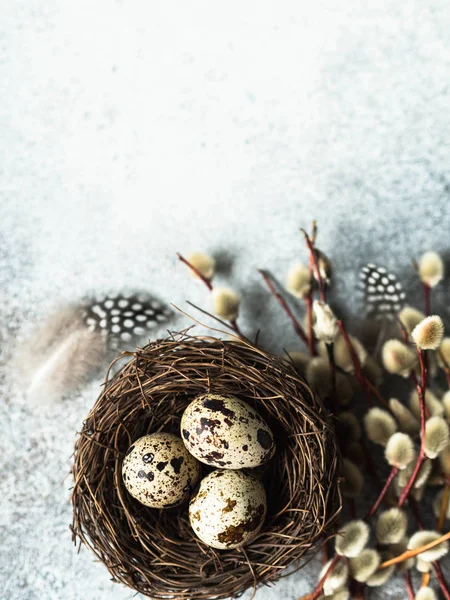 Nid avec des œufs de caille et des plumes avec des branches de saule sur un fond gris. Concept de vacances de Pâques. Vue du dessus — Photo