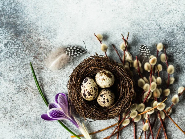 Ninho com ovos de codorna e penas com ramos de salgueiro e flor de primavera em um fundo cinza. Conceito de férias de Páscoa. Vista superior — Fotografia de Stock