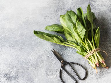 Bahçe ıspanak taze yaprakları bir demet, gri bir arka plan üzerinde ip ve makas ile bağlı