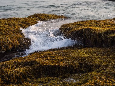 Sualtı taşları yosunlarla büyümüş. Dalgalar taşlara çarptı ve püskürtülse
