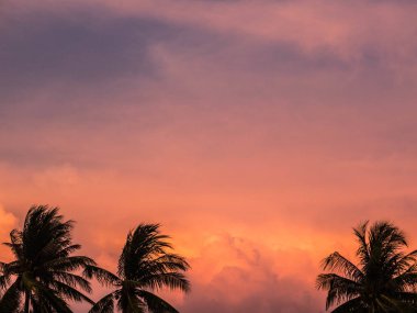 Güzel gün batımı arka plan üzerinde Siluetler Palms ağaçları. Pembe gökyüzüne karşı hindistan cevizi ağaçları. Tropik sahilde palmiye ağaçları. Güzel gün batımı