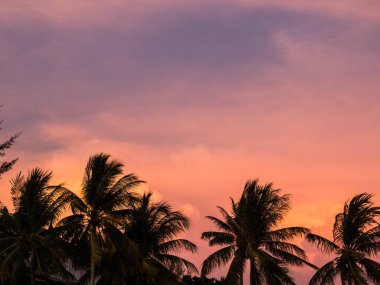 Güzel gün batımı arka plan üzerinde Siluetler Palms ağaçları. Pembe gökyüzüne karşı hindistan cevizi ağaçları. Tropik sahilde palmiye ağaçları. Güzel gün batımı