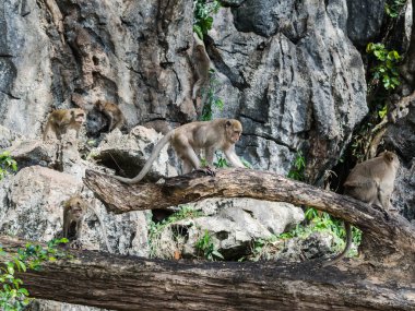 Ağaç dalında vahşi maymunlar