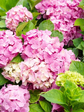 Bahçede Big Bush açık pembe ortancalar