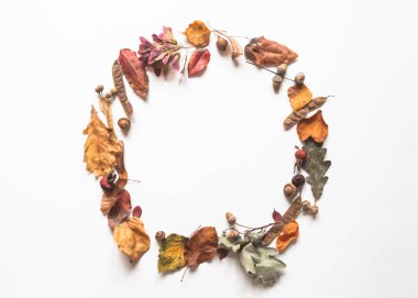 Tohumlar ve yabani ağaçların yapraklar beyaz arka plan ve metin için açık alan izole çerçeve. Botanik arka plan. Üstte görüntü