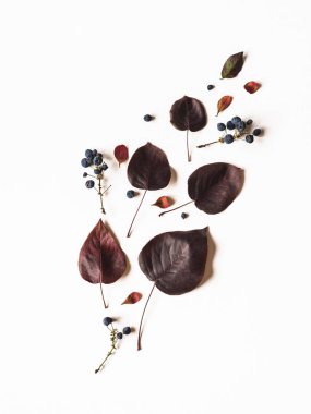 Mavi Meyveler ve yabani ağaçların yaprakkompozisyon beyaz arka plan ve metin için açık alan izole. Botanik arka plan. Üstte görüntü