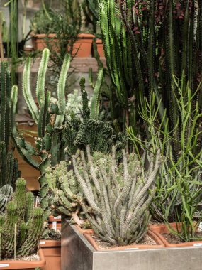 Büyük bir tuslar koleksiyonu. Farklı kaktüsler ve sulu bitkiler.