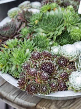 Küçük kaktüsler ve sulu kompozisyon ahşap bir masa üzerinde bir kase içinde. Doğal kaktüs ve etli arka plan