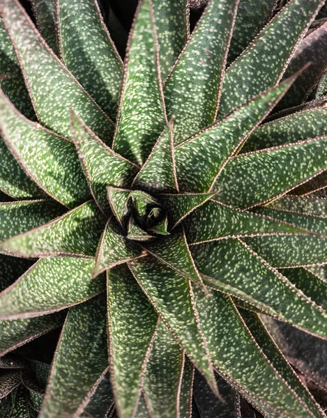 Fondo botánico. Fondo suculento verde claro. Fondo natural Cactus o planta suculenta. Vista superior — Foto de Stock