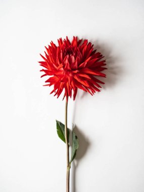 Kırmızı dahlia çiçeği. Beyaz arka planda yalıtılmış
