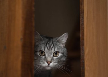 Açık kapıdan süzülen sevimli gri kedi. Beklemeye odaklanmış bir kedinin portresi