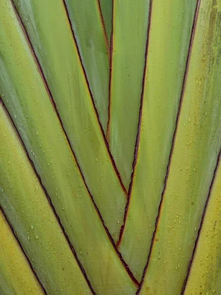 De stam van een exotische palmboom. Botanische achtergrond stam van een bananenpalm. — Stockfoto