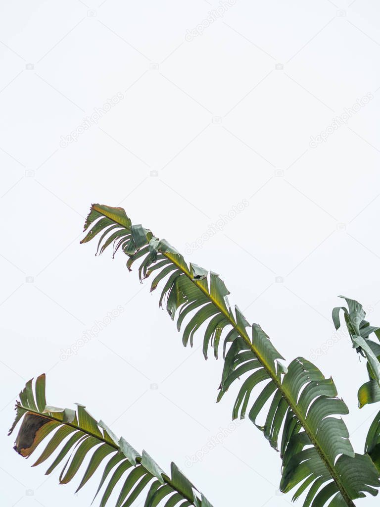 Palm leaf isolated on white background palm trees isolated on white background, banana trees planted decorative trees
