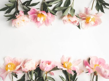 Beyaz arkaplanda izole edilmiş pembe şakayık çerçeve ve metin için açık alan. Botanik geçmişi. Üst Manzara. Tonlama fotoğrafı