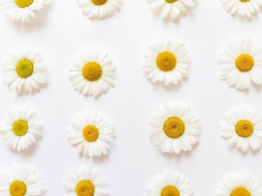 Beyaz arka planda bahar ve yaz çiçekleri yatıyordu. Daisy deseni. Üst görünüm