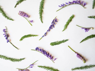 Beyaz arka planda renkli, parlak otlar ve çiçekler. Düzlük, üst görünüm, doğal arkaplan