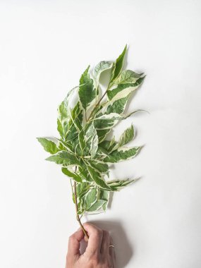 Beyaz arka planda yeşil ve beyaz yapraklı taze bir bahar dalı.