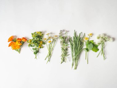 Beyaz arka planda çeşitli taze şifalı bitkiler. Üst Manzara. Boşluğu kopyala