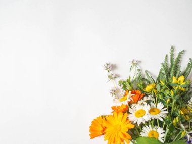 Beyaz arka planda çeşitli taze şifalı bitkiler. Üst Manzara. Boşluğu kopyala