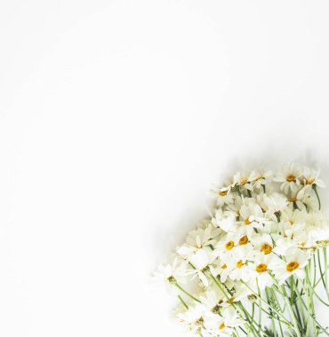 Beyaz arka planda papatya buketi. Düz yerde, üst tarafta. Boşluğu kopyala
