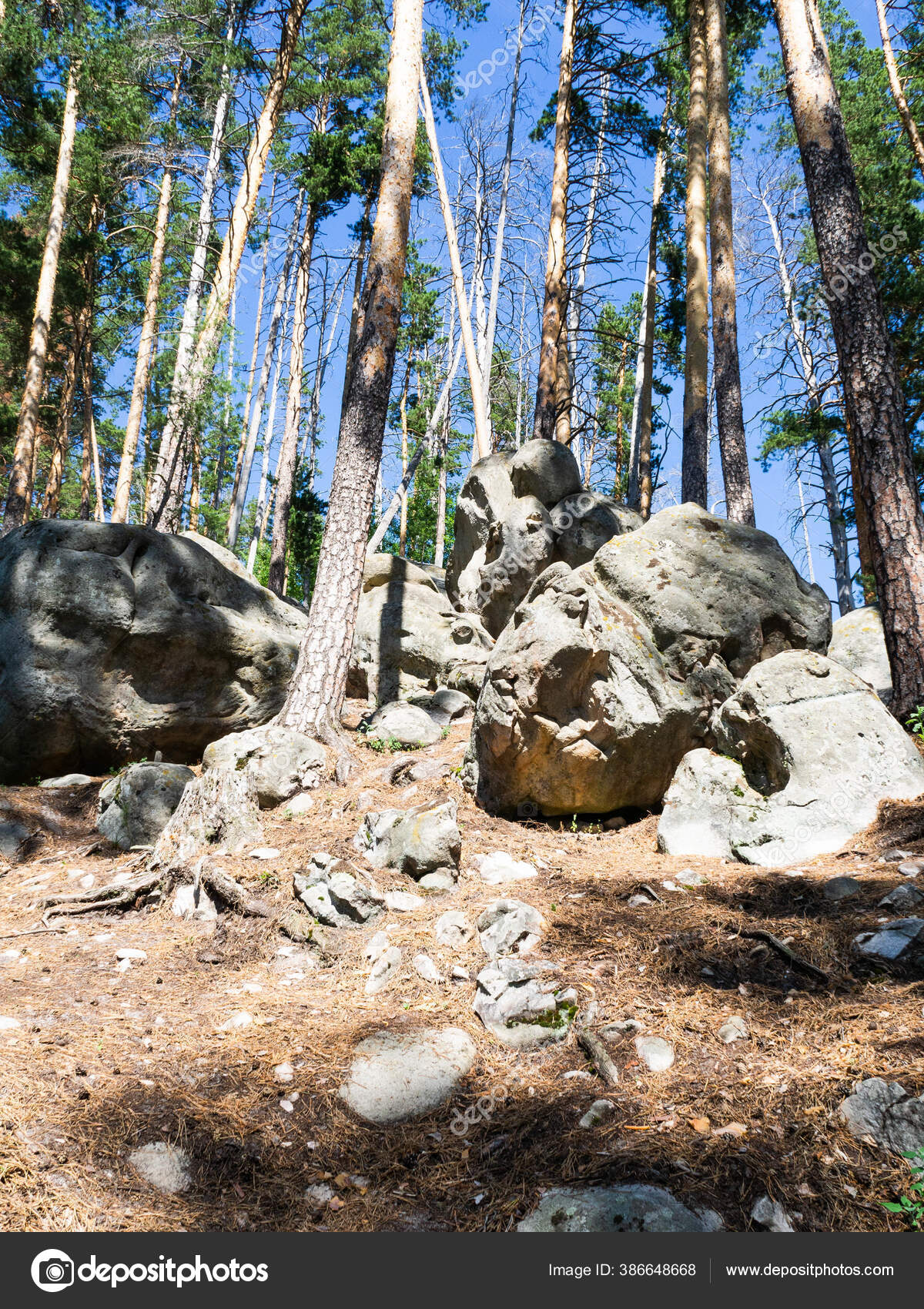 Batu Bulat Yang Indah Hutan Pinus Batu Berbatu Limau Hutan Stok Foto C Sentelia 386648668