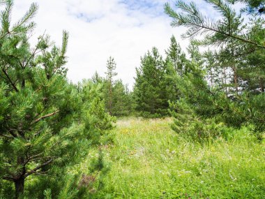 Güneşli çayır ve ormanlı güzel bir yaz manzarası. Yaz çamı ormanı. Rusya 'da seyahat. Çam ormanlı güzel bir manzara..