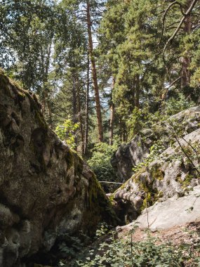 Kutsal bir çam ormanında güzel yuvarlak taşlar. Taş ormanındaki kireç taşları. Rusya 'da seyahat.