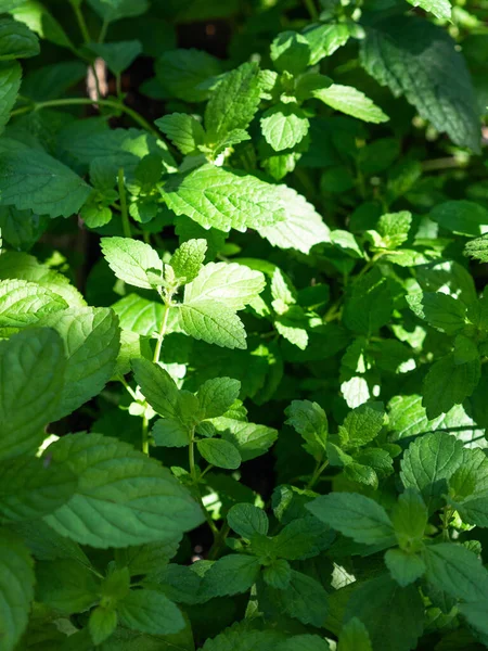 Primer Plano Menta Fresca Creciendo Jardín Fondo Menta Fresca Fondo — Foto de Stock