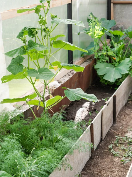 Cultivando Várias Ervas Condimentadas Verduras Uma Estufa Pepino Abobrinha Endro — Fotografia de Stock