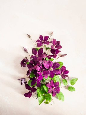 Mor klematis çiçeklerinin düz bileşimi ve beyaza izole edilmiş yapraklar. Üst Manzara. Boşluğu kopyala