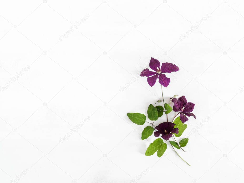 Flat lay composition of purple clematis flowers and leaves isolated on white. Top view. copy space