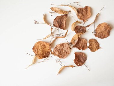 Sonbahar kompozisyonu. Beyaz arka planda kurumuş ıhlamur yaprakları ve çiçekler. Sonbahar, sonbahar, Şükran Günü konsepti. Düz konum, üst görünüm, kopyalama alanı